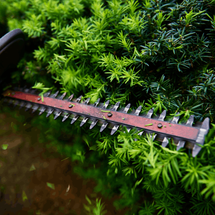 General Landscape | Blog | What is the best time to trim your hedge?