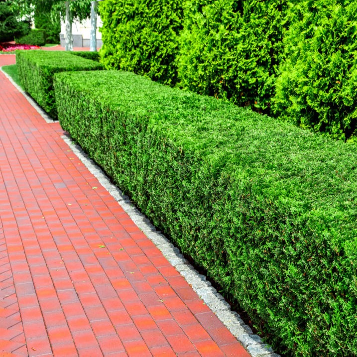 General Landscape | Blog | How to prevent the need to trim your hedge