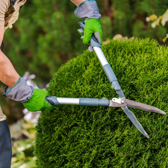 General Landscape | Blog | How to trim your hedge correctly