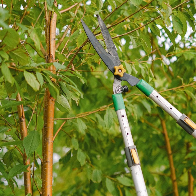 General Landscape | Blog | Tree Pruning Tips - Wrapping Things Up
